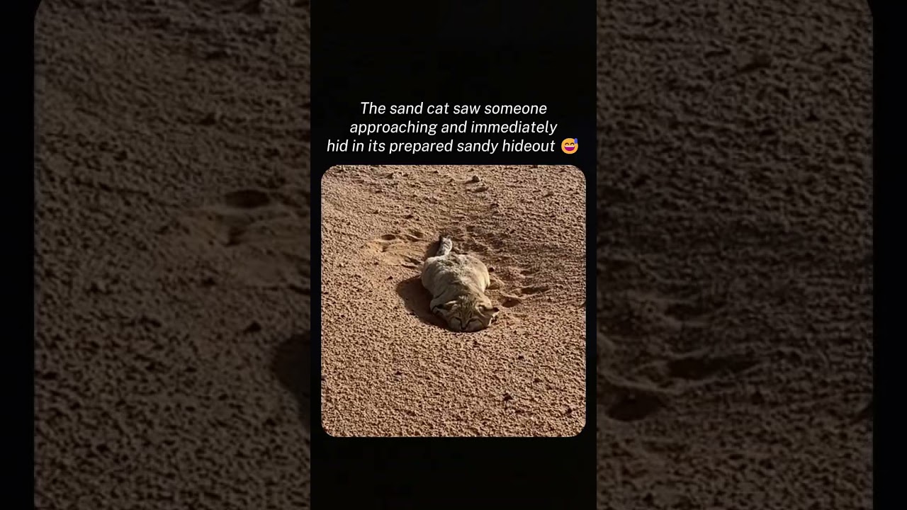 The sand cat saw someone approaching and immediately hid in its prepared sandy hideout 😅