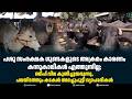 പശു സംരക്ഷക ഗുണ്ടകളുടെ അക്രമം കാരണം കന്നുകാലികൾ എത്തുന്നില്ല;