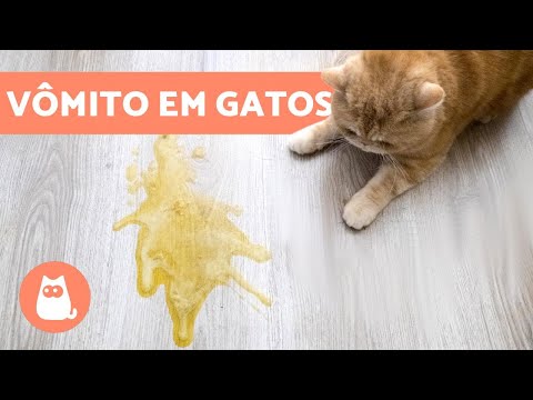 GATO VOMITANDO: 8 causas comuns e como lidar