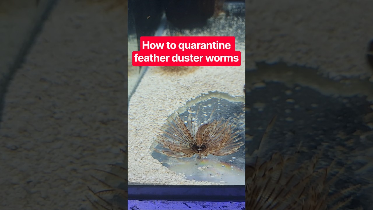 quarantine everything wet #aquarium #aquascape #fishtank #reeftank #featherduster #reeflife