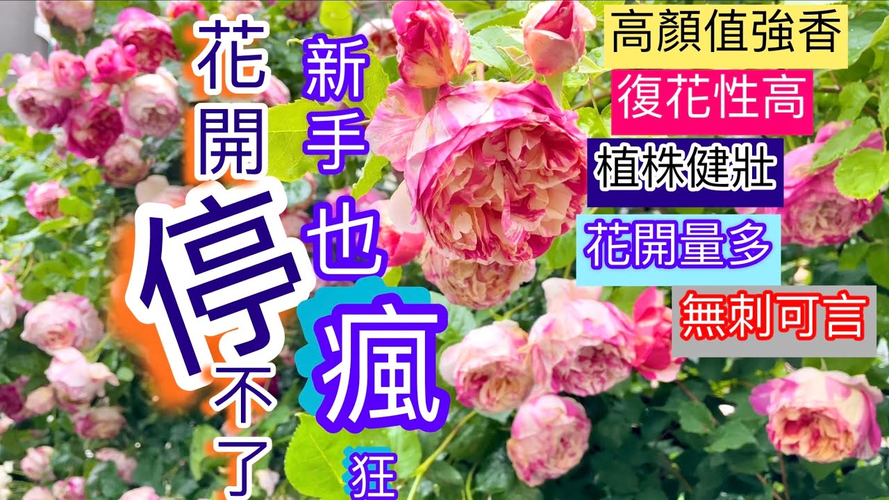 連炎熱的台灣也能好花開！眾人認同的開花機器非它莫屬！4年成長花開全收錄