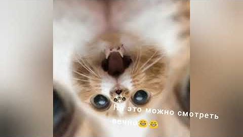 Котэ... на это можно смотреть вечно👍👍👍😂