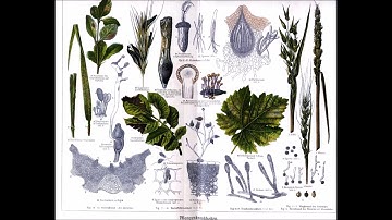 Elysian Fields - Witness (Black Sessions)