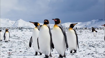 Go Inside an Antarctic 