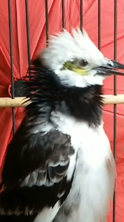 jalak hongkong gacor
