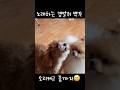 노래하는 갱얼쥐 뿌꾸♥️데뷔임박#뿌꾸