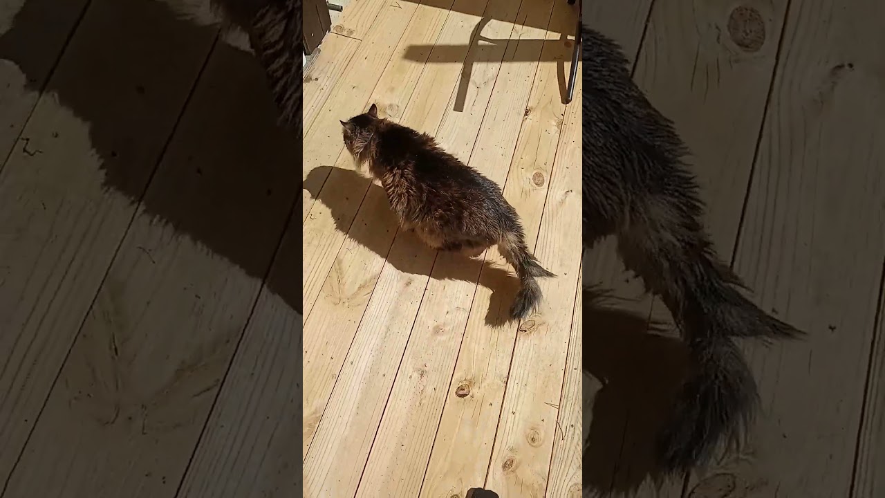 🌞 SPRING DAY, ANIMALS ARE HAPPY 