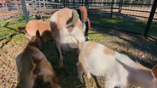 short clip feeding the kids