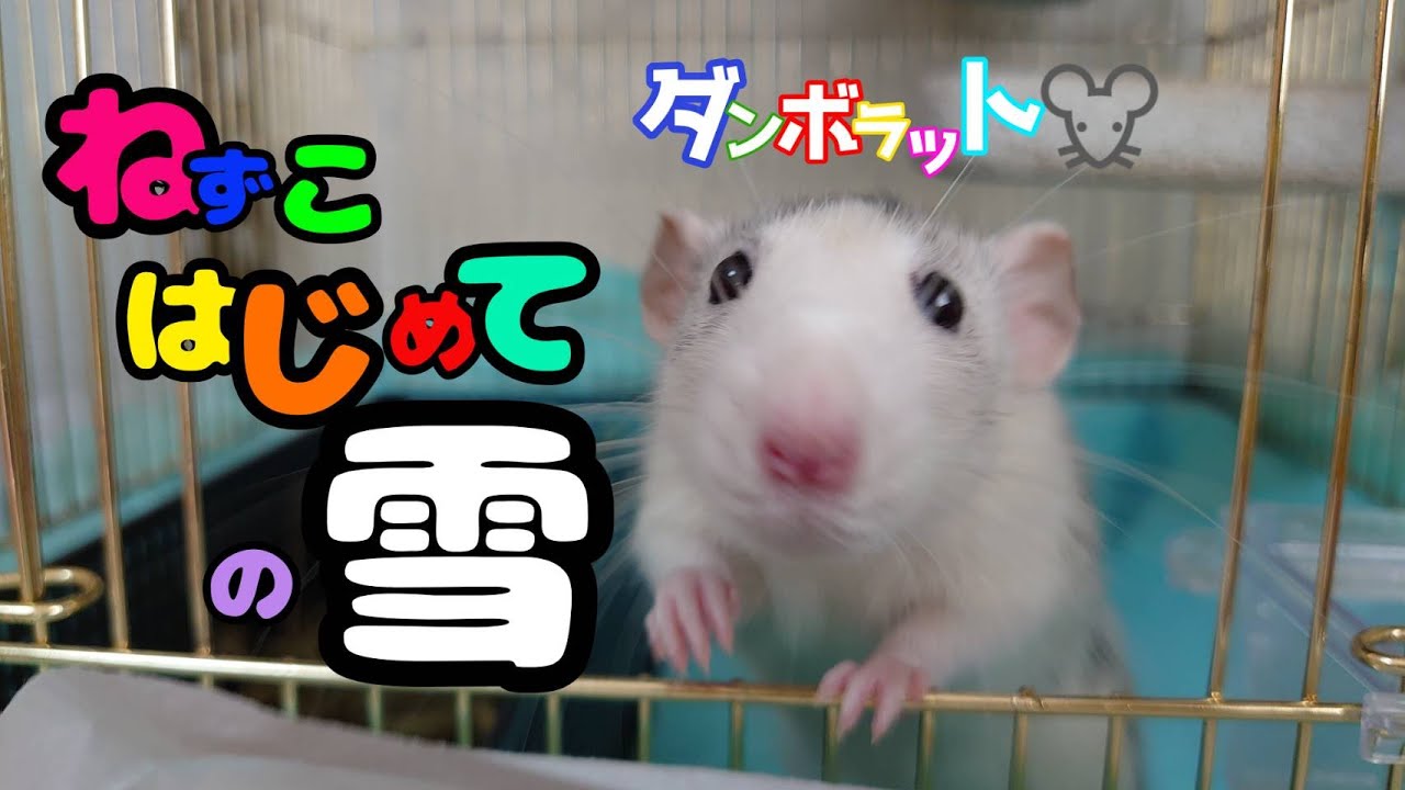 ダンボラットが初めて雪に触れると Youtube ダンボラットが初めて雪に触れると Youtube