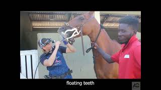 Horse Dentistry Step-By-Step Procedure For Floating Horses Teeth