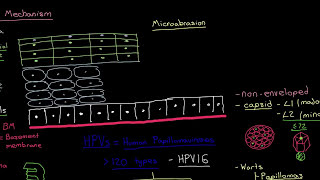 The HPV Entry Mechanism Part 2