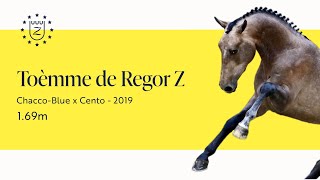 Toèmme de Regor Z - Stallion Presentation 2024