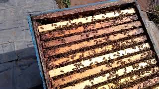 Сбор майского мёда в Подмосковье