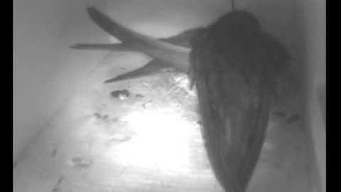 Common Swift laying a second egg