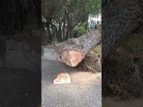 Video: Puoi bruciare tronchi di pino?