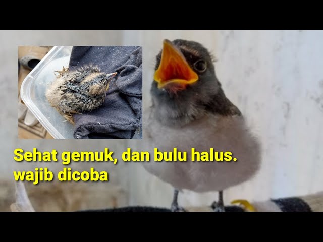 Cara perawatan burung kekep babi, agar bulu halus dan gemuk class=