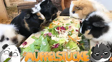 Was ist das beste Futter für Meerschweinchen?