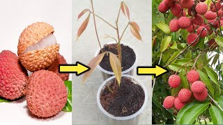 How to grow Lychee plant from seeds . लीची का पौधा बीज से उगाये ।