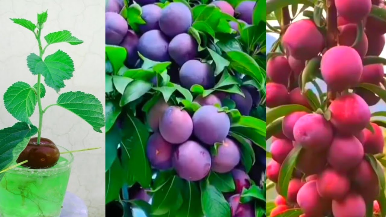how to grow aloo Bukhara plant,plum tree in the garden from seeds, how