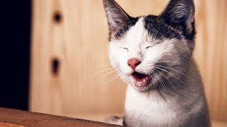 ??Cats are so funny you will die laughing -?? Funny cat compilation??