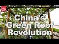 Chinas green roof revolution  a china icons