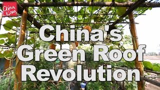 China’s Green Roof Revolution | A China Icons Video