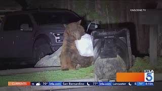 Hungry bear seen rummaging through trash in Monrovia