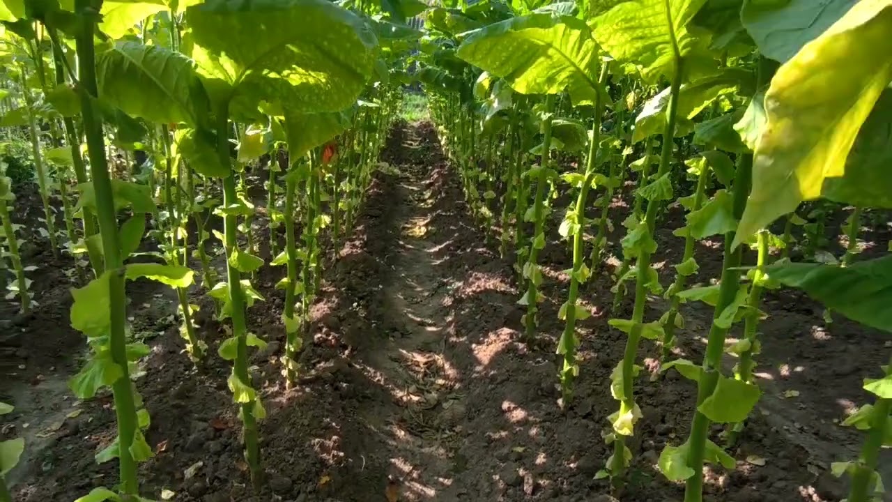 Ускорение созревания табака...