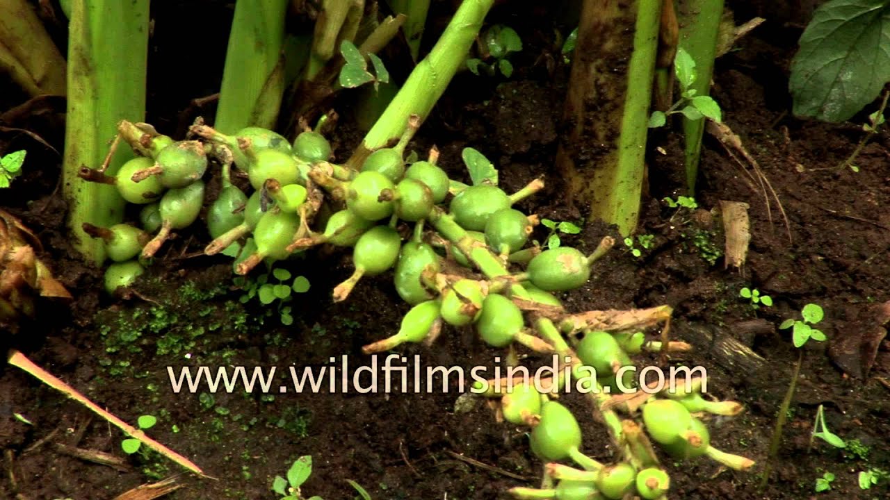 Cardamom Plantation In Kerala Youtube
