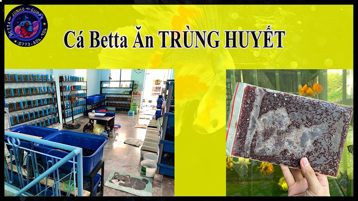 1 vien trung huyet cho bao nhiêu con betta ăn năm 2024