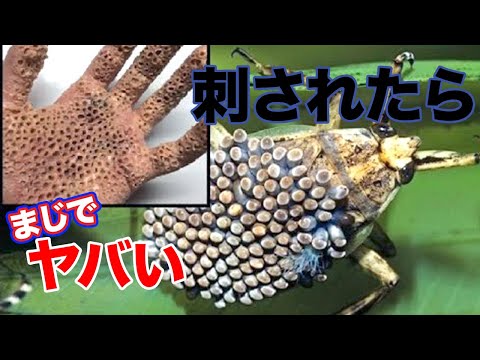 世界で刺されたら最も痛い生き物