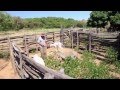 Cultura do verdadeiro homem do campo, exemplo de vida de Juarez José