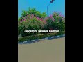 Capgemini Talwade Campus || NIBM || National Institute of Bank Management Pune || Placement