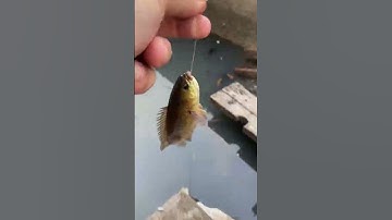 Câu cá rô đồng #shorts #fishing