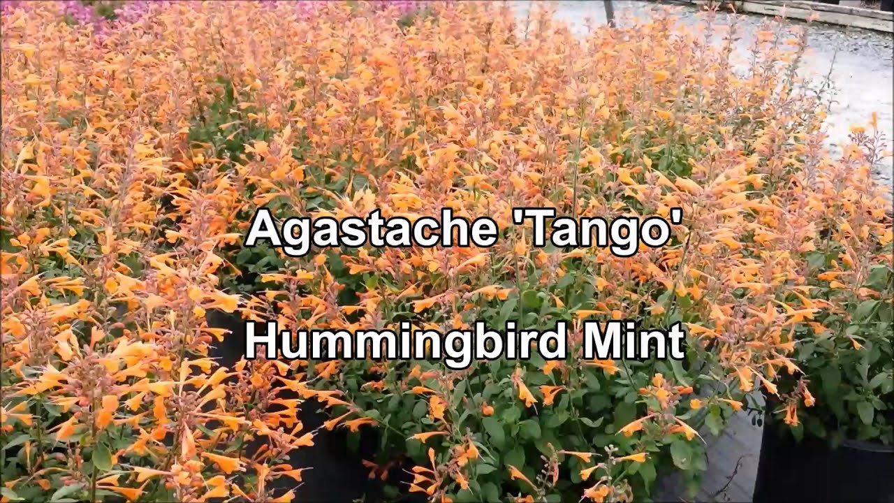 Agastache 'Tango' (Hummingbird Mint) YouTube