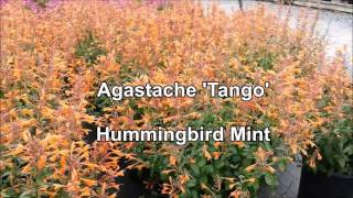 Agastache Tango Hummingbird Mint
