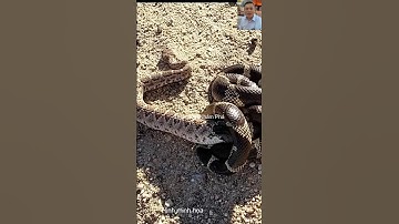 Nọc rắn đuôi chuông không có tác dụng với rắn vua #thưgiãn #snake #dongvat #shortvideo #short