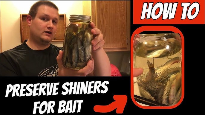 How to Salt Your Own Minnows Save Hundreds on Bait!! 