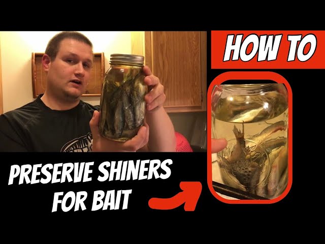 How to Preserve Shiner Minnows for Bait 