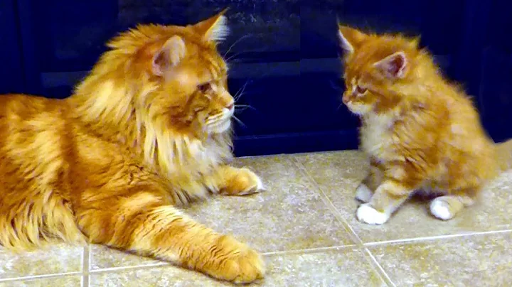 Video 842631: cute maine coon cat, little maine coon, cute cat washing, little baby kitten