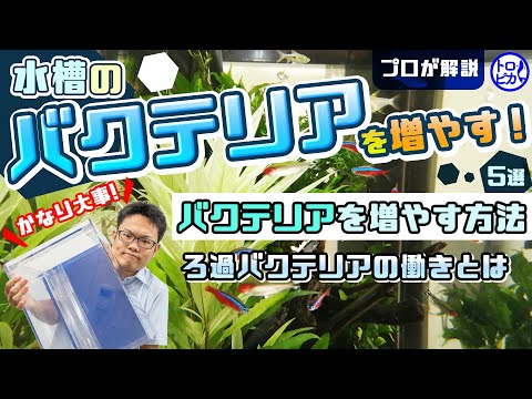 水槽でバクテリアが活動しているか確認する方法は 魚にはとても大切な真正細菌 はじめてのアクアリウム 水槽でバクテリアが活動しているか確認する方法は 魚にはとても大切な真正細菌 はじめてのアクアリウム