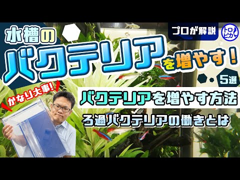 水槽でバクテリアが活動しているか確認する方法は 魚にはとても大切な真正細菌 はじめてのアクアリウム