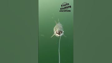 Trout ￼Triple Shots a Spoon #shorts