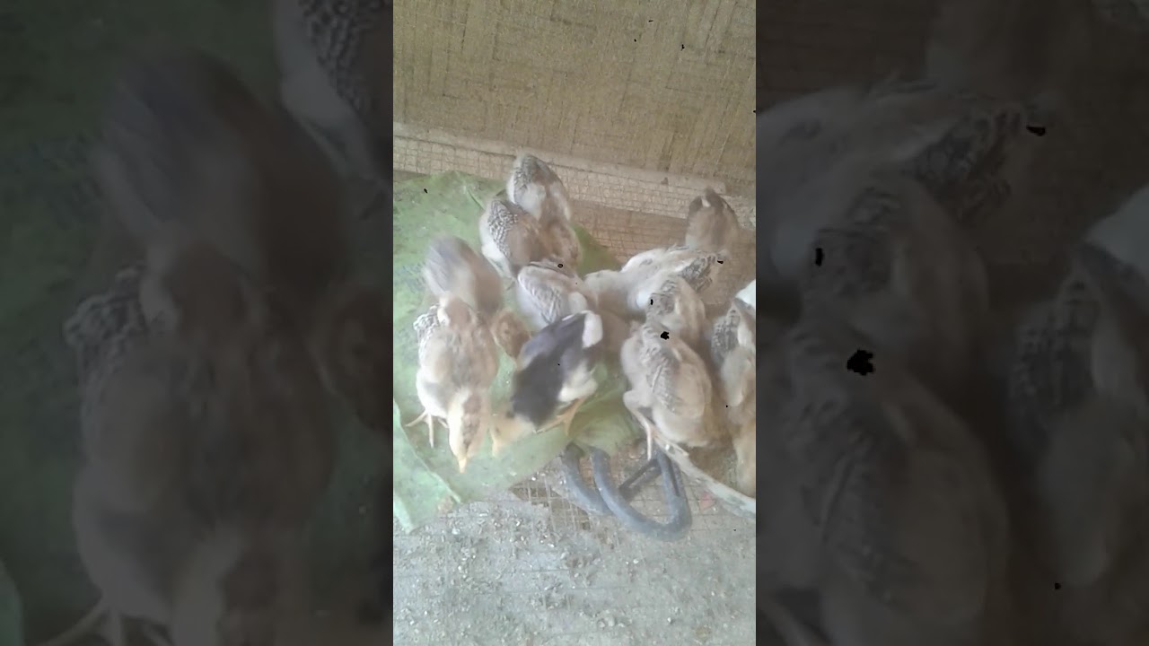 ternak ayam kampung cepat besar 