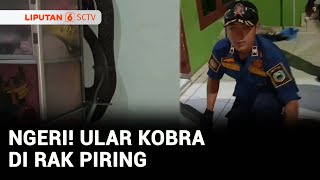 Ular King Kobra 'Ngumpet' di Rak Piring Warga Kuningan, Evakuasi Dibantu Damkar | Liputan 6