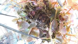 20140611 Bewick's Wrens Nest Day 3