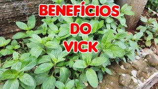 Benefícios Do Vick Para Sua Saúde