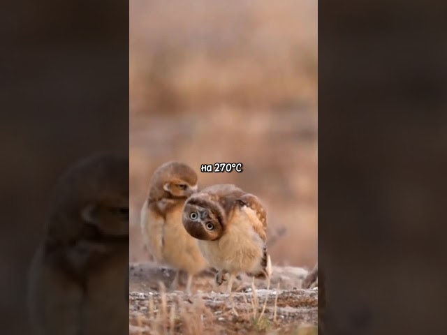 Сова ночной хищник #сова #птицы #природа #животные