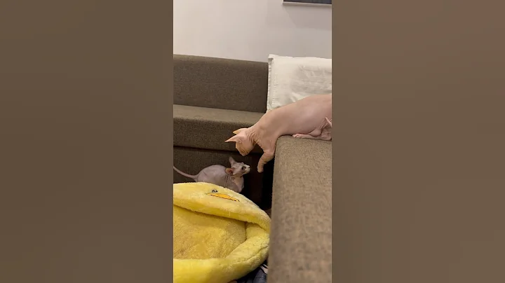 Watch the video about "bee" drops the toy and the ending is painful #sphynx #kitten #cute #funny