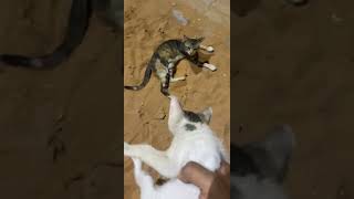 قطه لاتتقبل صغارها ماهو الحل ؟ cat